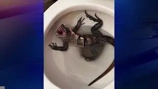 ‘I was scared’: Hollywood man finds splashing, hissing iguana in toilet