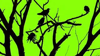 Horror Halloween crows || Halloween crows || free Halloween greenscreen video