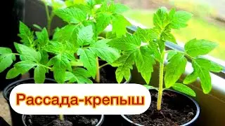 Сама В Шоке! Бабушкин Совет Реально Работает! Рассада Больше Не Вытягивается, Толстая и Коренастая!