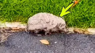 A woman found a strange creature. Having examined it better, she was horrified!