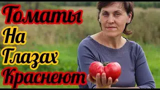 Как ускорить созревание томатов?Помидоры краснеют на глазах проверенный способ от Фермачей в деревне