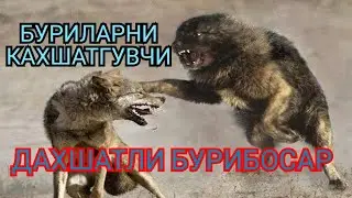 Кавказ Авчаркалари Дахшатли Бурибосарлар 