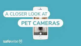 We Compared Some of the Best Pet Cameras | SafeWise