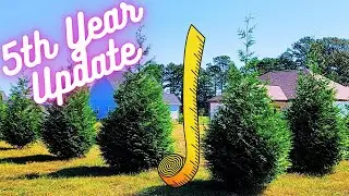 How Fast Do Green Giant Trees Grow? | 5th Year Growth Update Thuja Green Giant Arborvitae Trees