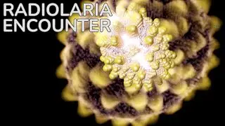 Encounter - Sound Reactive Radiolaria