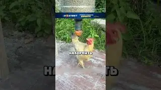 Крутая задумка кормушек для кур #рекомендации