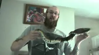 Kelfezond - I want a snake!