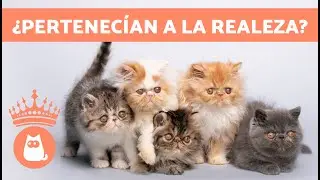 10 CURIOSIDADES sobre el GATO PERSA 🐱 ¿Las conocías?