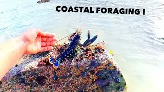 COASTAL FORAGING , Lobster, Oyster, Cleaning The Beach !