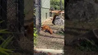 Rare red pandas