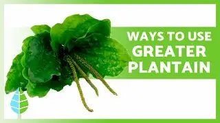 7 Ways to Use PLANTAGO MAJOR (Greater Plantain) 🌿 Boost Your Health!