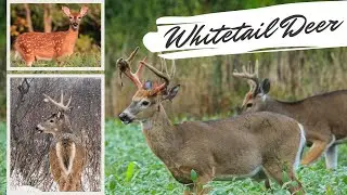 Whitetail Deer Videos | AMAZING Up Close Footage!