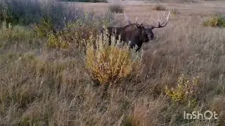 Лось во время гона. Завершение истории про раненого лося.