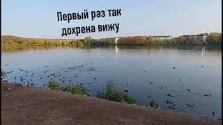 Уточки на Травянском пруду в г. Лысьва