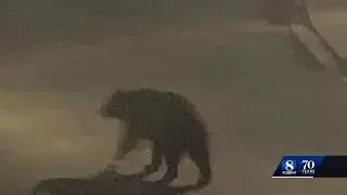 Rare bear sighting in Monterey has some on edge