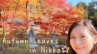 JAPAN🇯🇵 Nikko in Autumn🍁 What beautiful autumn leaves✨ 