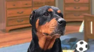 Funny Rottweiler Compilation NEW