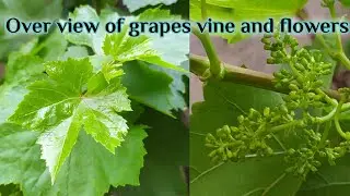 Over view of grapes vine and flowers at our home/ review of grapes vine and flowers in 2020