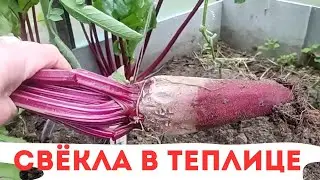 КОТ СЕМЁН / СВЁКЛА РАССАДОЙ В АПРЕЛЕ / ЧЕМ ПОДКОРМИТЬ ОГУРЦЫ