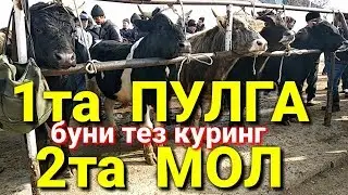 Биринчи Махсус шархланган видео Мол бозор нархлари