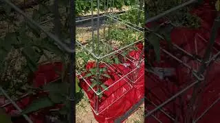 Epic Gardening Heavy- Duty Tomato Cage  Unboxing