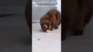 мудрость от кота #питомцы