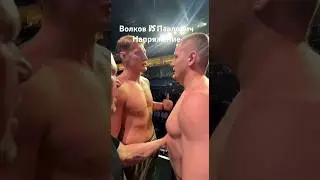 Волков против Павловича, битва взглядов. 