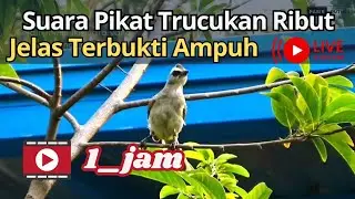 Suara trucukan pikat ribut paling ampuh gacor ‼️