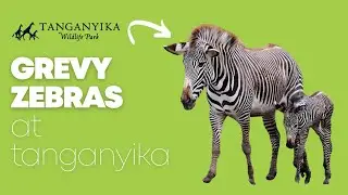 Unveiling Tanganyika's Grevy Zebras