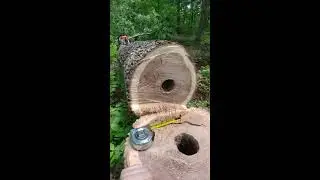 Ants ate this tree from the inside