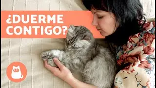 ¿Por qué los GATOS eligen a una PERSONA para DORMIR? 🐱 ¡Descúbrelo!