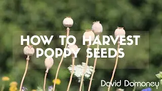 How to harvest poppy seeds with David Domoney