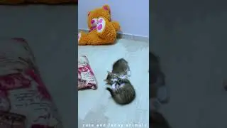 Funniest cats and dogs 2024😂😻 Cute animals video 😹😍