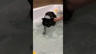 Котик учится плавать 😍