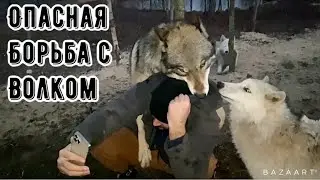 Опасная борьба с крупным Волком. Дикий зверь рвёт одежду. Последствия после Игры.