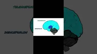 Brain Parts Song #funny #song #health #anatomy #medical #education #mnemonictechniques #animation