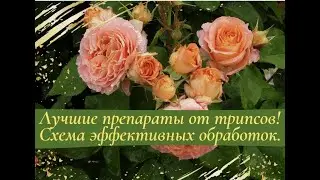 Лучшие препараты от трипсов! Схема эффективных обработок!
