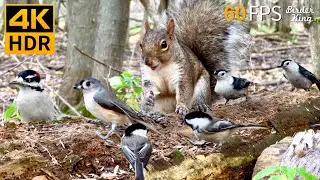 Cat TV for Cats to Watch 😺 Countless Birds and Squirrels 🐿 8 Hours 4K HDR 60FPS