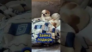 Зайке лень гулять #чихуахуа