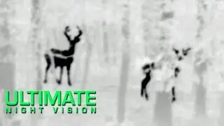 Thermal Video of Deer with the Pulsar Quantum HD19A