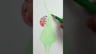 Let's Draw... A Ladybird #colorpencil #coloredpencil #ladybug #drawing #arttimelapse