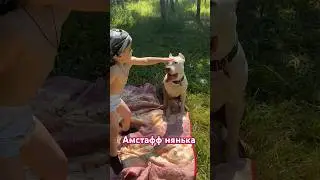 Амстафф Бой нянька для детей 