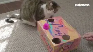 How To Make A DIY Soda Box Cat Toy