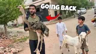 Turab Ostrich Ko Wapis Bhej Rha Hai😰Pta Nhi Kya Hogea Esy