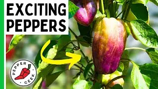 The Most Exciting Peppers For 2024..