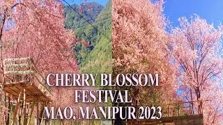 Petals of Paradise || Celebrating the Cherry Blossom Festival in Mao, Manipur