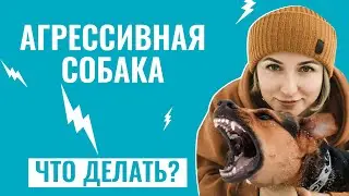 Как распознать АГРЕССИЮ У СОБАКИ и вернуть контроль над ситуацией?  Советы от тренера школы “ЛавГав”