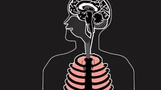 W&M Research: The Neural Origins of Breathing