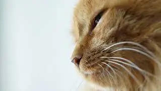 Почему у котов мокрый нос? Зачем коту мокрый нос?
