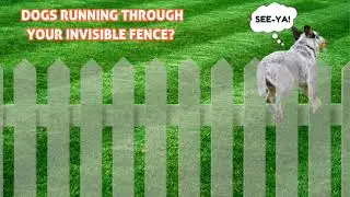 Dogs Running Through Your Invisible Fence?